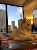Urban Feline in Comfort