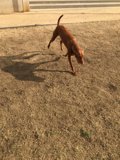 Playtime in the Field