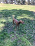 Brown Canine in a Lush Field