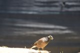 A Glimpse of Grace - The Common Myna in Natural Light