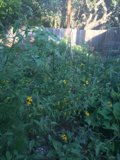 Vibrant Garden in Altadena