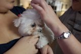 Time with My Furry Companion