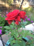 Red Rose and Purple Petals