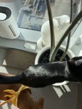 Feline and Canine Curiosity