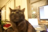 Inquisitive Feline in a Flower-filled Room