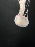 Ethereal Drift: The Jellyfish of the Aquarium