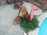 Canine and Baby at the Poolside