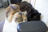Feline Lounge