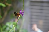 Majestic Monarch in Bloom