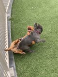 Canine Chaos