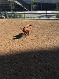 Playtime in the Dirt