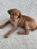 Adorable Brown Vizsla Puppy Resting on Carpet