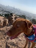 Rocky Adventure with My Furry Friend