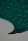The Gem-Like Leaf