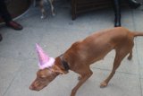 Party Pooch