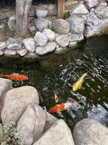 Tranquility at the Koi Pond