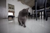 Feline Relaxation
