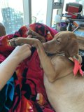 Cozying Up with a Canine Companion