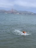 Wet and Wild Canine Swimmer