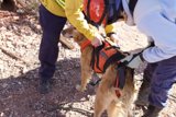 Rescuing Man's Best Friend