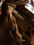 Tech-Savvy Hound