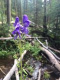 Mystic Purple in the Santa Fe Wilderness