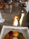 Donut-Sitting Dog