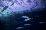 Symphony of the Sea: A Spectacular Gathering of Marine Life