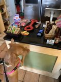 Counter Canine