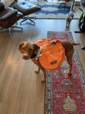 Backpack Pup on Hardwood Floors