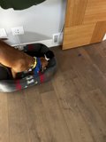 Cozy Canine Retreat
