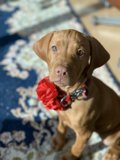 Pretty Pup with a Flower Collar