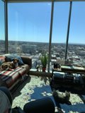 Cozy living room with furry companion