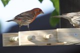 Afternoon Gathering at the Feeder