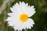 Delicate Daisy in the Grass