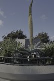 Towering Above