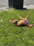 Grass-loving Dog with Tennis Ball
