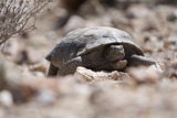 Rocky Adventures of a Box Turtle
