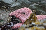 Vibrant Purple Sea Stars Clinging to Tidal Rocks