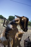 Curious Encounter at Calistoga