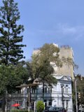 Majestic Fir Tree in Front of Urban Building