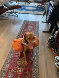 Backpacking Pup