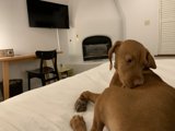 Relaxing with a Furry Friend