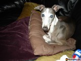 Canine Comfort