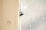 Arachnid Afternoon by the Window