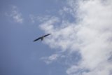 Free as a Bird
