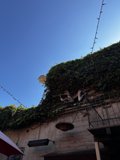 Ivy-Covered Building in Berkeley