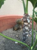 Garden Intruder