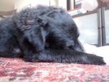 Lazy Days with Furry Friends