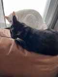 Feline Friends on Furniture